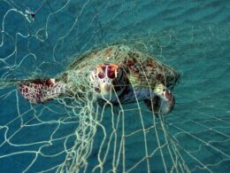 bycatch